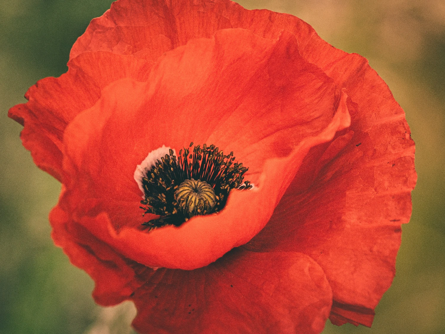 The Secret to Stunning Macro Photography on Your Mobile