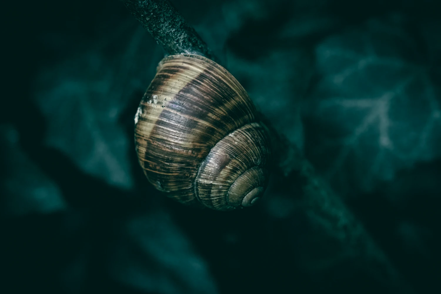 The Secret to Stunning Macro Photography on Your Mobile